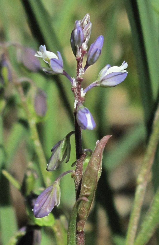 Polygala amarella